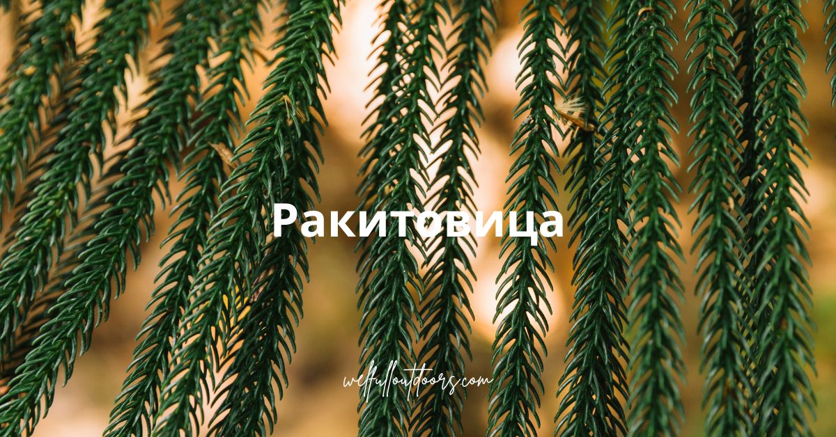 Ракитовица